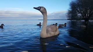 🇮🇪 KINNEGO BAY IRELAND☘MUTE SWAN🦢MALLARD DUCKS🦆GULLS🕊HELP site WATCH any 10min VIDEO🙏subscribe🙏zen [upl. by Brandi]