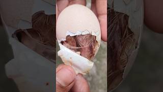 Opening egg to save stuck baby chicks shortvideo birds [upl. by Tail662]