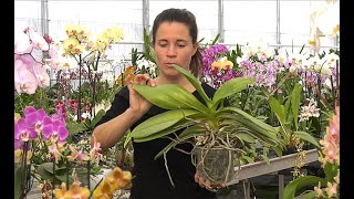 DES PROBLÈMES AVEC VOS ORCHIDÉES  ASTUCES ET SOLUTIONS PRATIQUES POUR Y REMÉDIER Phalaenopsis [upl. by Charo998]