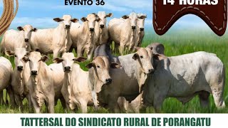 LEILÃO GADO DE CORTE  SINDICATO RURAL DE PORANGATU  13112024 [upl. by Airreis399]