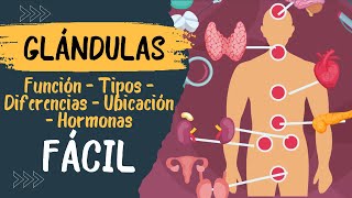 🧠​ GLANDULAS ENDOCRINAS Fácil Explicación Cuales son Que son Hipotalamo e Hipófisis [upl. by Arualana944]