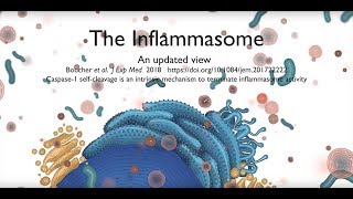 The inflammasome signalling pathway updated [upl. by Irtimed]