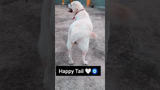 Happy Tail🤍🧿shorts trendingshorts labrador cutelabradorpuppy [upl. by Ennairek]