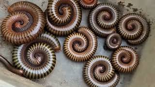 Are These Millipedes Big Catch a lot of Millipedes In the Wild Nature [upl. by Firehs]