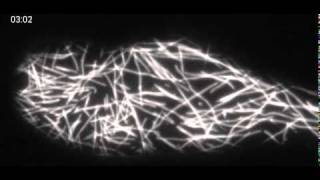 Microtubules in Arabidopsis Root Hair  TIRF microscopy [upl. by Trebeh763]