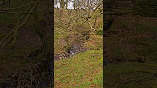 Walk through leafless trees over farm bridges beside a murmuring stream in nature [upl. by Emawk]