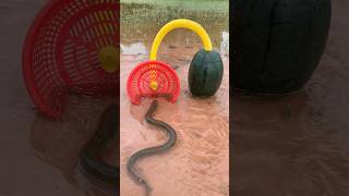 Survival Skills SIMPLE and USEFUL with eel trap camping bushcraft outdoors [upl. by Dallon]