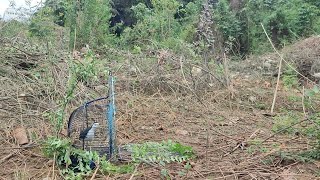 Waterhen bird trap Perangkap ruak ruak [upl. by Sucramat]