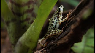 Atelopus Balios Exploring Terrarium [upl. by Uwton790]