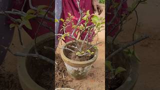 Bougainvillea pruning and Repotting [upl. by Vish865]