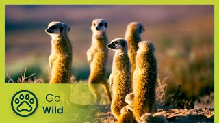 Namaqualand  Africas Desert Garden  Go Wild [upl. by Jarrod]