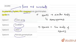 In pteridophytes the megaspore germinates to form [upl. by Vano633]