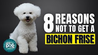 8 Reasons Why You SHOULD NOT Get a Bichon Frise [upl. by Lenka96]