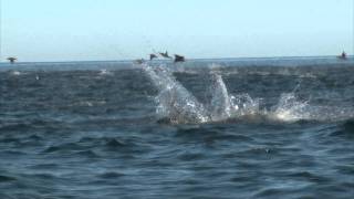 Manta Rays Jumping [upl. by Lepp]