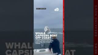 Whale capsizes boat off New Hampshire coast sends 2 people into the water [upl. by Aoket]