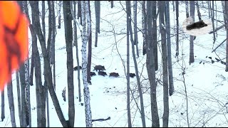 Wild boar driven hunting fever in december 2023 best moments compilation [upl. by Damicke]