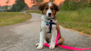 The First Six Months of a Rough Collie Bernese Mountain Dog Puppy [upl. by Naicad]