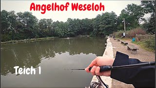 Forellenangeln mit Spoon Gummiköder Powerbait Angelhof Weseloh Ultralight Angeln Trout Fishing Area [upl. by Urina441]