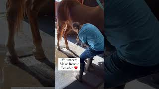 The Rescuers horse rescuehorse animals horses horsehelp [upl. by Essinger]