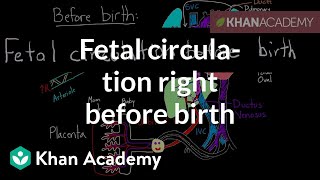 Fetal circulation right before birth  Circulatory system physiology  NCLEXRN  Khan Academy [upl. by Yeldud]