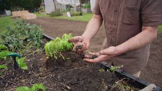 Transplanting a Feverfew Plant [upl. by Ronal]