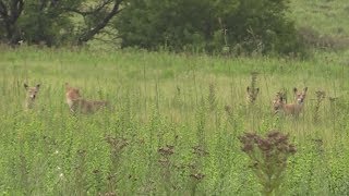 Five coyotes on one dog [upl. by Lynelle]