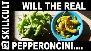 Authentic Pepperoncini How To Make and Store All Year [upl. by Reiko]