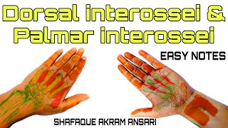 Palmar and dorsal interossei muscles of hand  Hand muscles [upl. by Lundberg]