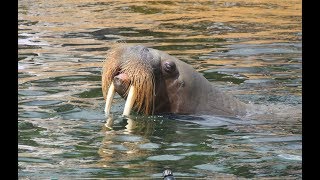 Walrussen  Pacific walrusses  Dolfinarium Harderwijk [upl. by Jennie]