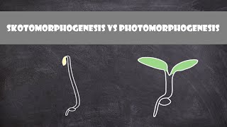 Skotomorphogenesis vs Photomorphogenesis  Plant Biology [upl. by Lonier]