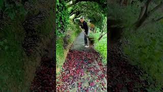 Quick Yard Cleanup 62 YardCleanUp LawnCare GardeningTips cleanspace TrimmingTips [upl. by Paresh]