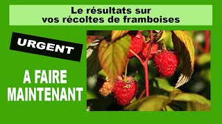 Framboisiers le résultat de la taille précédente lors de la floraison [upl. by Sabella]