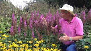 Plant Review Astilbe chinensis var taquetii Superba [upl. by Lichtenfeld]