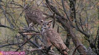 Great horned owls mating calls [upl. by Lyndsey]