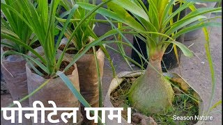 Ponytail plant  Nolina palm how to grow from cutting [upl. by Avivah]