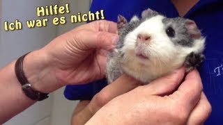 Meerschweinchen unterwegs  Heute Tierarzt  Die Meeries [upl. by Rivard]