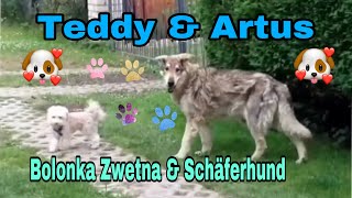 Bolonka Zwetna Teddy amp Schäferhund Artus [upl. by Ballard954]