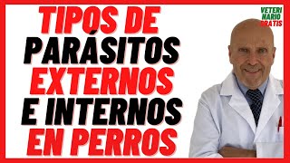 🟣 Tipos de Parásitos Externos e Internos Intestinales en Perros 🟣 Cachorros y Adultos 🟣Síntomas [upl. by Ishmul]