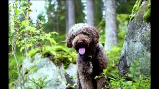 Afternoon Express  Truffle Hunting Dogs  17 Dec 2015 [upl. by Ahsetel]