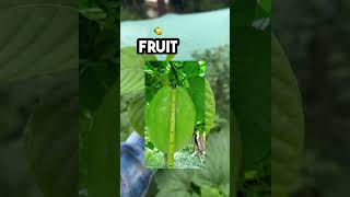 How to grow Giant Granadilla Passionfruit What is Giant Granadilla Why grow giant granadilla [upl. by Gratiana67]