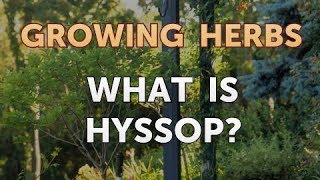 What Is Hyssop [upl. by Erreid]