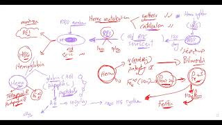 Heme Catabolism and disorders of bilirubin [upl. by Ienttirb38]