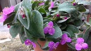 Tradescantia Sillamontana [upl. by Ramgad]