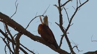 Bird call  Brahminy kite [upl. by Pelletier97]