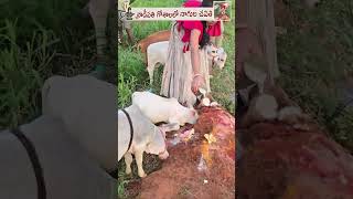 Divine Milk Offering by Nadipathy Cattle on Nagula Chavithi youtube viral reels trend youtube [upl. by Salvidor]