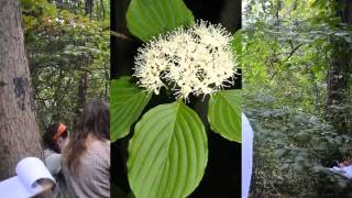 Cornus alternifolia [upl. by Friedberg695]