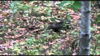 Honey Badger Narrates The Disgusting and Creepyass Fisher Cat [upl. by Eloise]