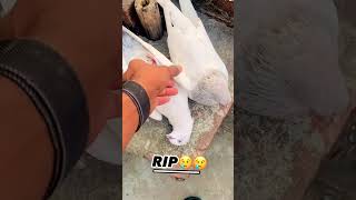 Punjabi pigeon 🔥 RIP 😭 youtube shorts [upl. by Leunam]