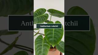 Care tips for Anthurium veitchii the King Anthurium 🪴🤴 shorts plants anthurium soltech [upl. by Ellehsar]