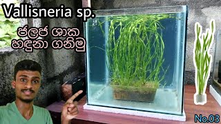 Lets Learn About The Vallisneria sp Plant No03 [upl. by Dikmen]